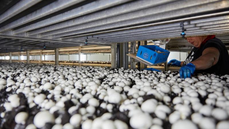 NSW’s mushroom industry continues to grow
