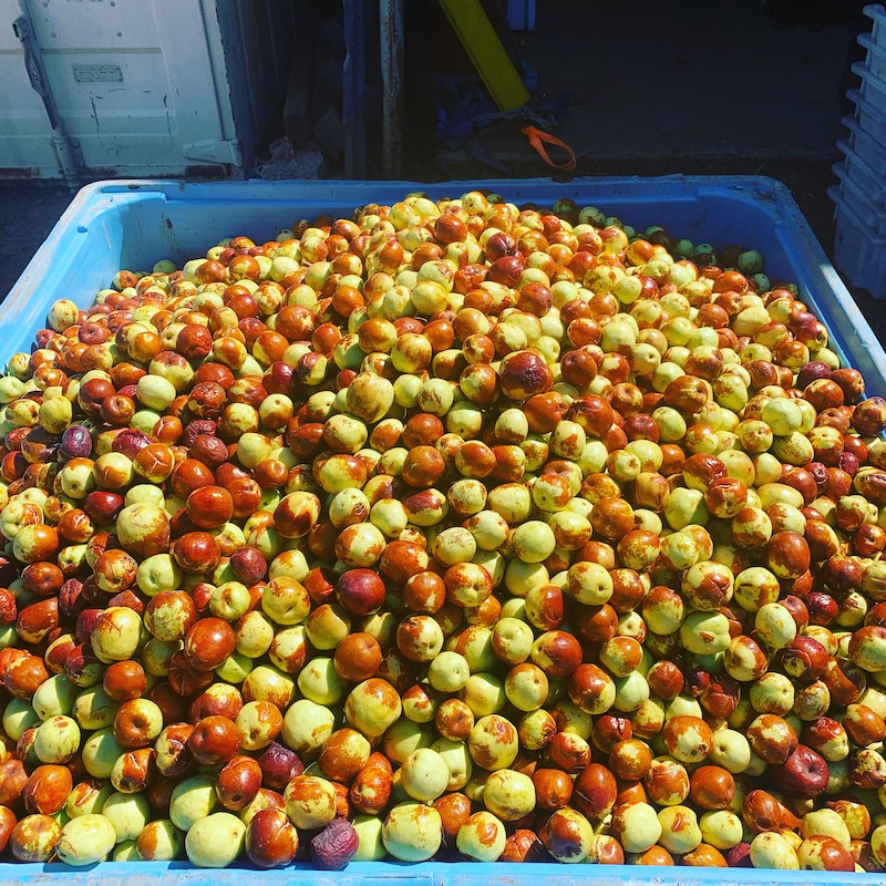 https://thefarmermagazine.com.au/wp-content/uploads/2021/02/A-bin-of-freshly-picked-jujubes.jpg?w=800