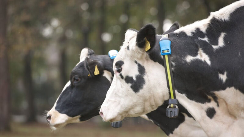 Give your dairy cows a voice