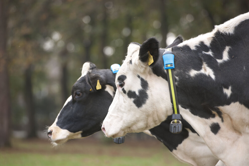 Give your dairy cows a voice