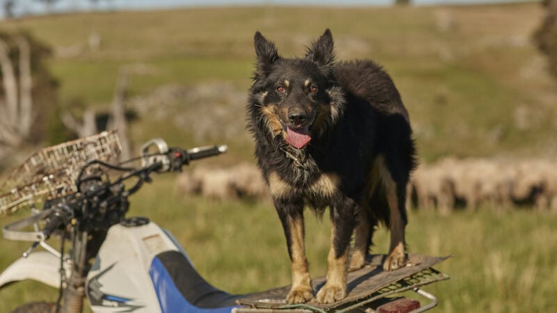 Farm Dogs: Meet Fluffy from Guyra