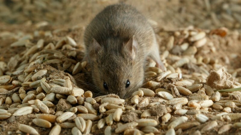 Mouse explosion after bumper harvest