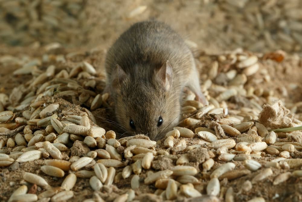 Mouse explosion after bumper harvest