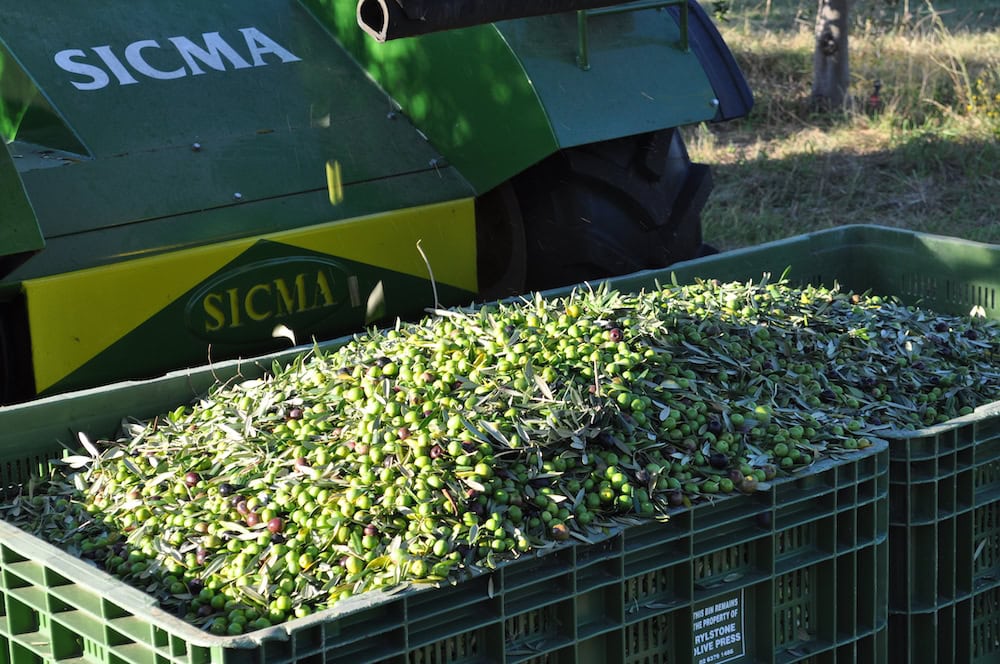 Rylstone Olive Press: a well-oiled machine