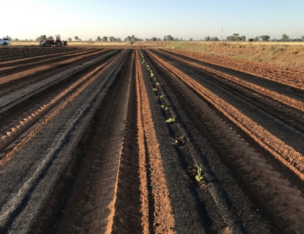 CSIRO develops biodegradable mulch
