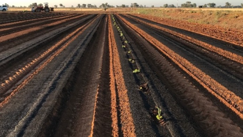 CSIRO develops biodegradable mulch