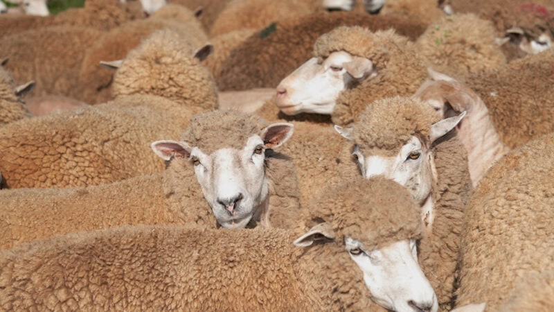 The Sheepmeat industry: tales to tell