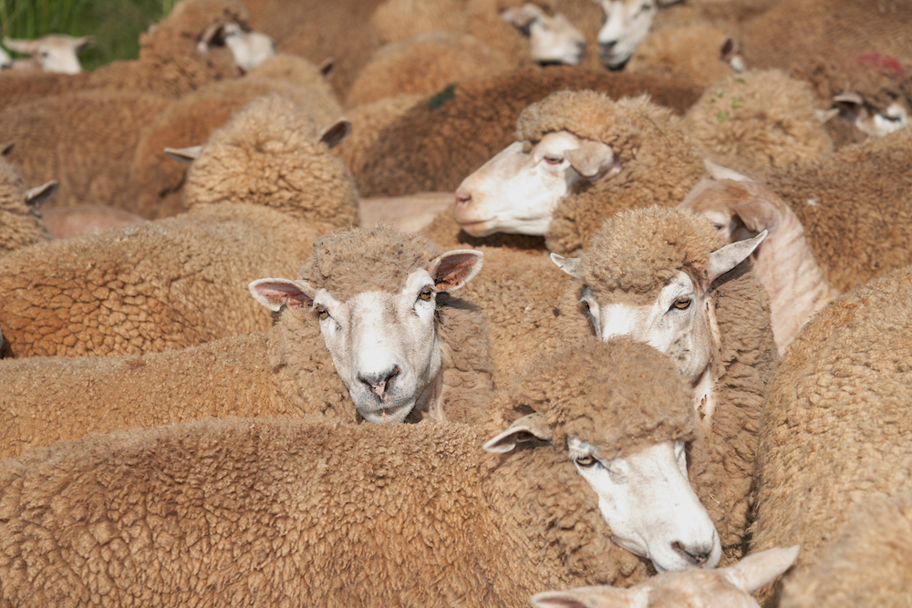 The Sheepmeat industry: tales to tell