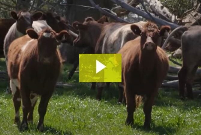 Eungella Shorthorns owners talk about the benefits of supplying Our Cow