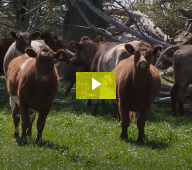 Eungella Shorthorns owners talk about the benefits of supplying Our Cow