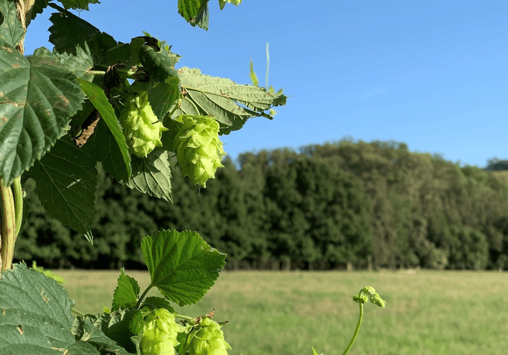 Beers from the bush boom continues to gain momentum