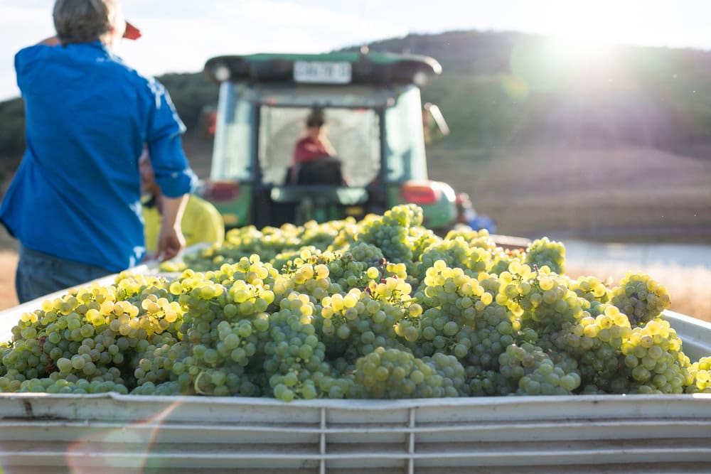 China’s tarrifs: how are our winemakers faring?