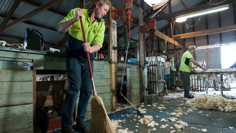 Shearing reforms & attracting new workers