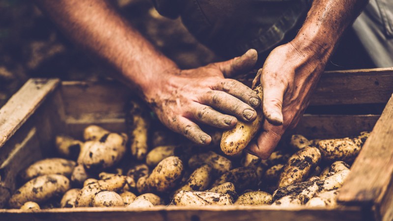 Our potato industry faces global competition