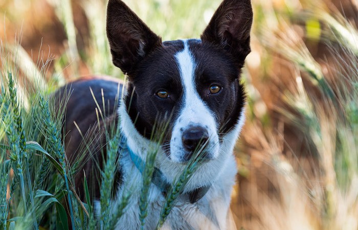Meet farm dog, Jinxy from Walgett