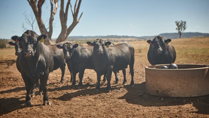 Texan bulls with Scottish lineage are top notch