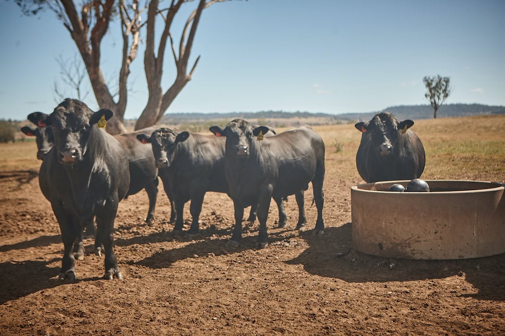 Texan bulls with Scottish lineage are top notch