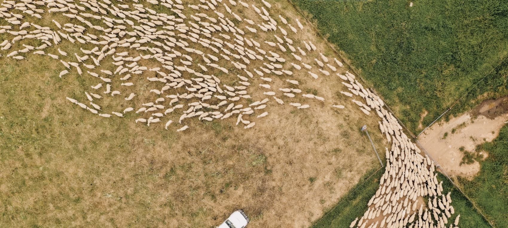 Trust in Aussie wool campaign in collaboration with Animal Health Australia