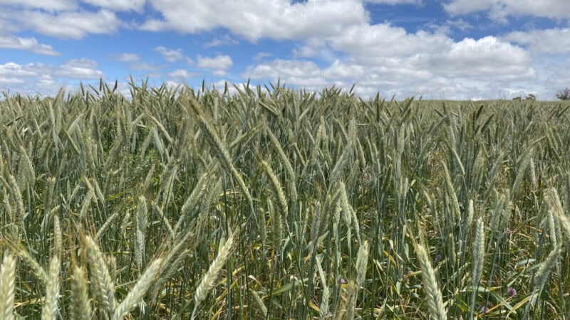 Pelletised Compost Improves Triticale Yield