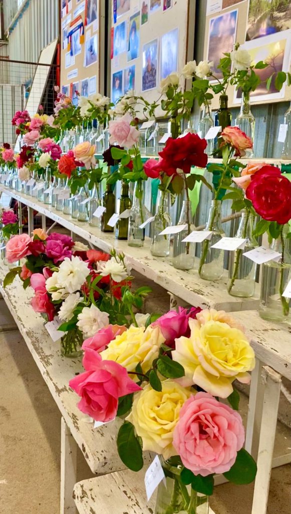 Roses on show at the Bourke Show 2021