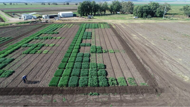 New herbicides crack down on winter weeds