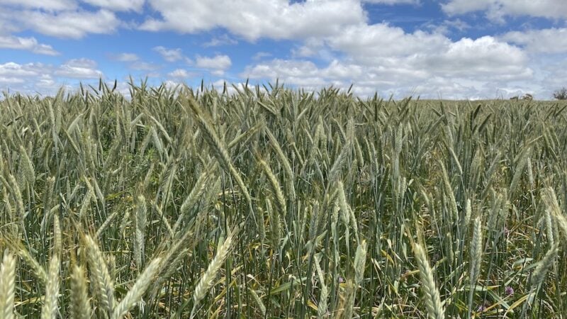 Pelletised Compost Improves Triticale Yield