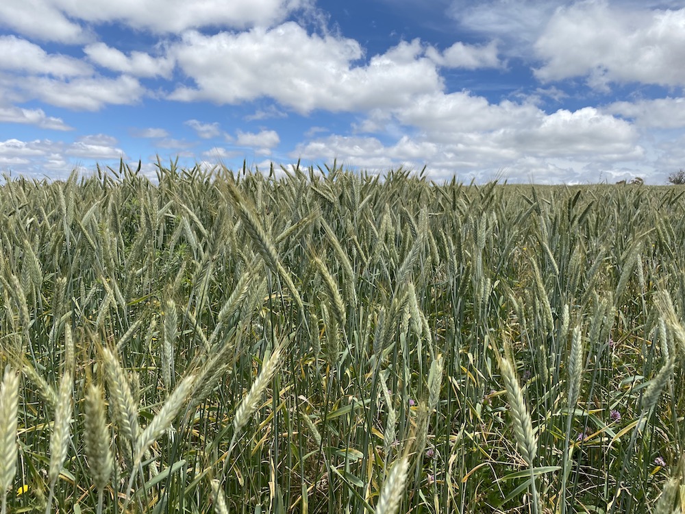 Pelletised Compost Improves Triticale Yield
