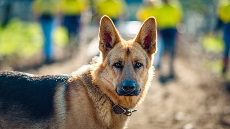 Farm dogs: Banjo Bake from Crossmaglen