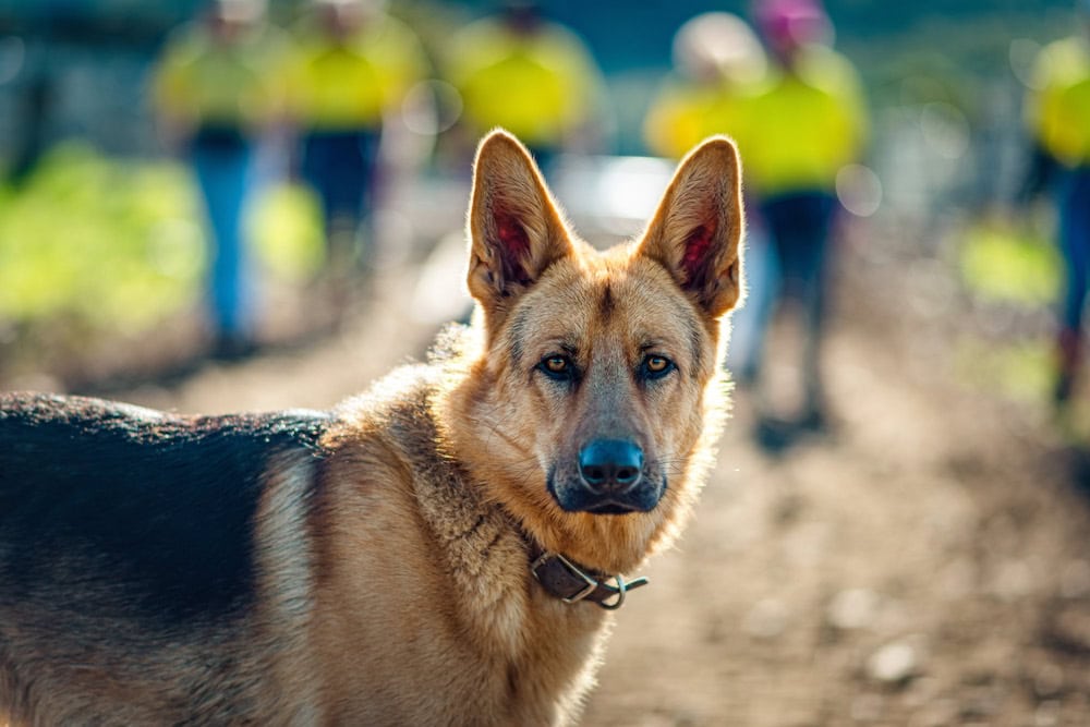 Farm dogs: Banjo Bake from Crossmaglen