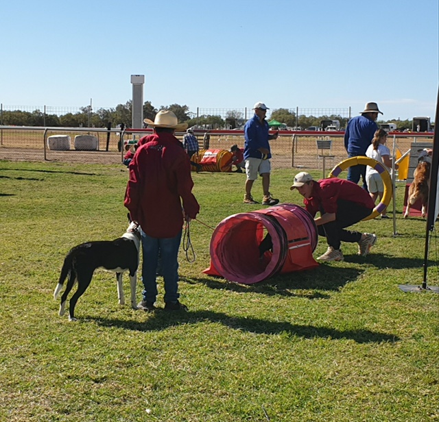 Farm dogs are put through their paces at the Bourke Show (photo credit: Caron Chester)