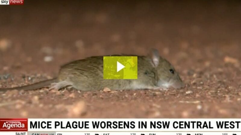 Regional NSW in grip of mice plague