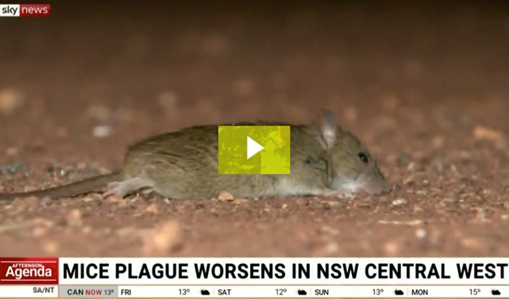 Regional NSW in grip of mice plague