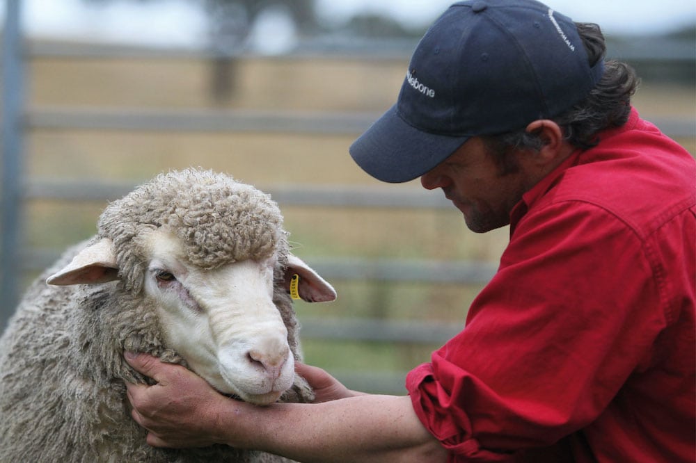 Ahead of the flock: what's new in sheep breeding? - The Farmer Magazine