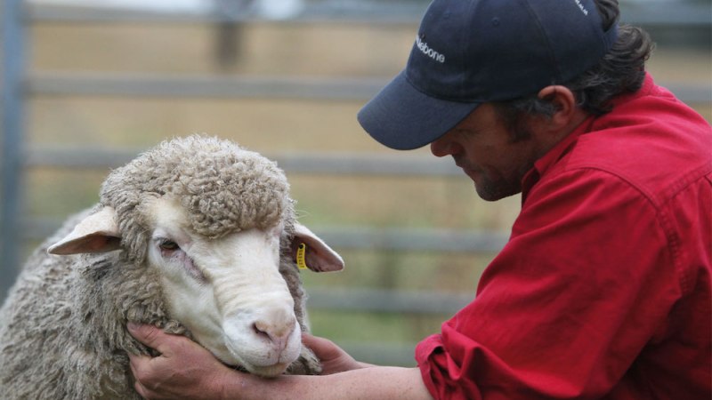 Ahead of the flock: what’s new in sheep breeding?