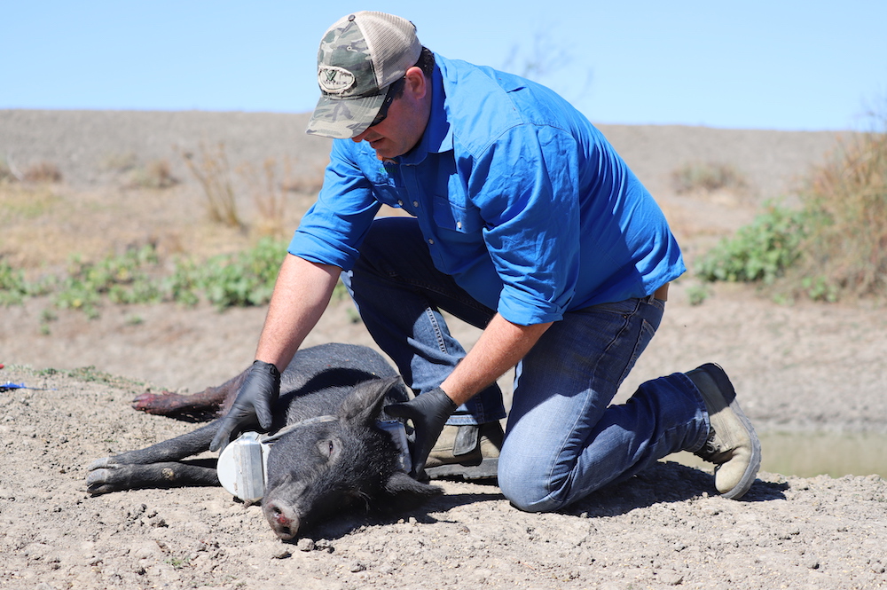 By the horns: tackling feral pigs in NSW
