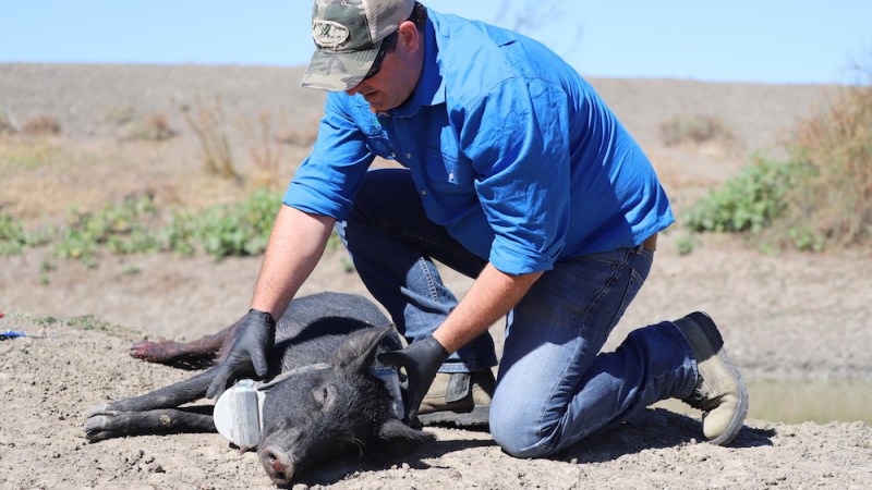 By the horns: tackling feral pigs in NSW