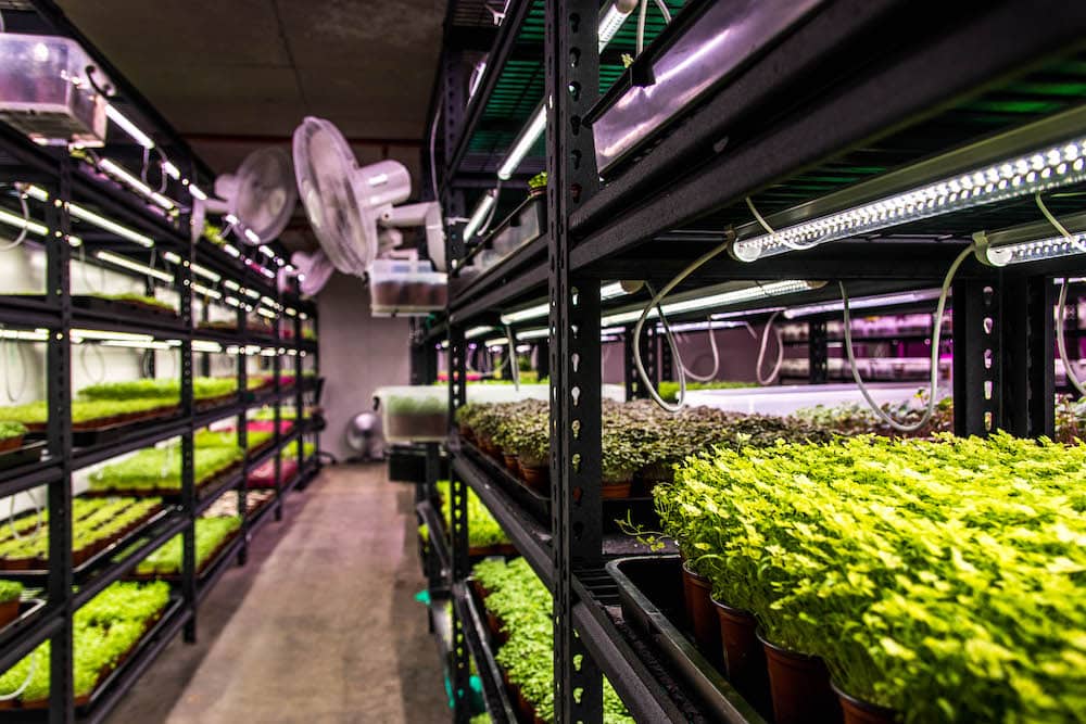 Vertical farming: a revolution in food production