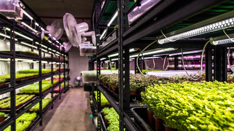 Vertical farming: a revolution in food production