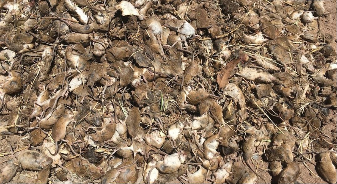 NSW Farmers welcome $100m bait rebates as mouse plague rages on