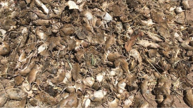 NSW Farmers welcome $100m bait rebates as mouse plague rages on