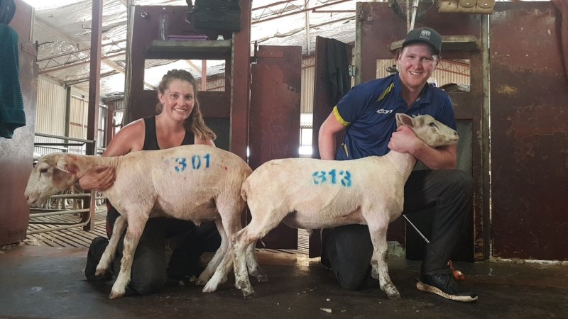 The tables have turned – life as a female shearer