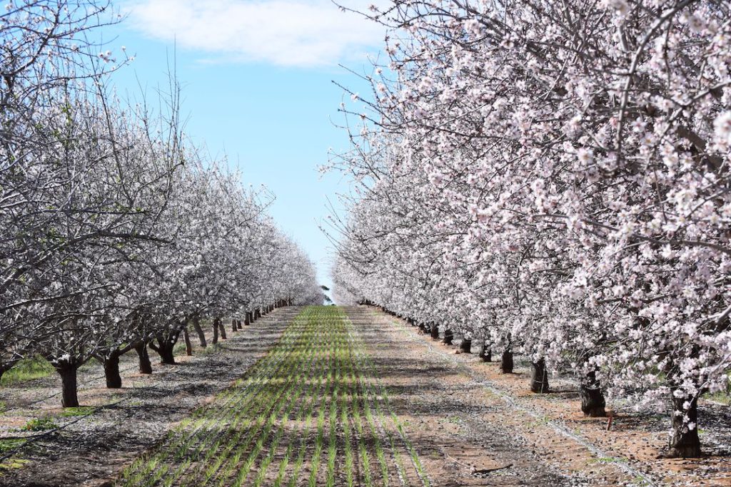 Almond grove in bloom