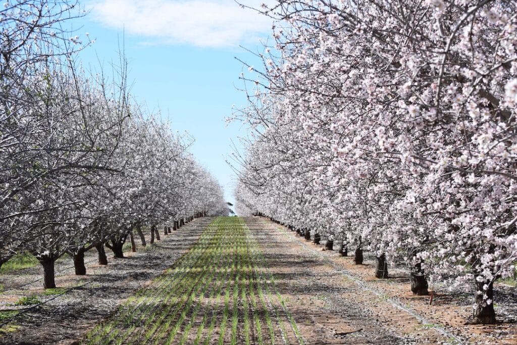 Almond farm on sale