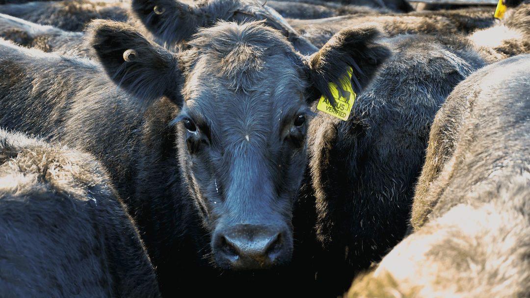 Beefing up the market: our cattle industry