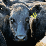 Angus verifies steers are some of the most sought-after in Australia's cattle industry
