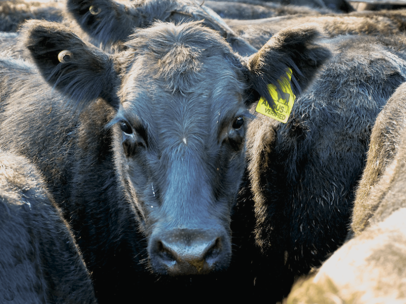 Angus verifies steers are some of the most sought-after in Australia's cattle industry