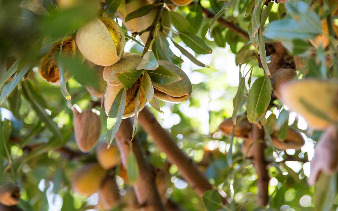 Inside Australia's almond industry