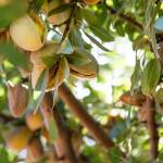 Almond industry