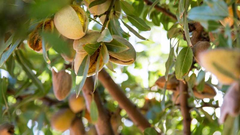 Inside Australia’s almond industry