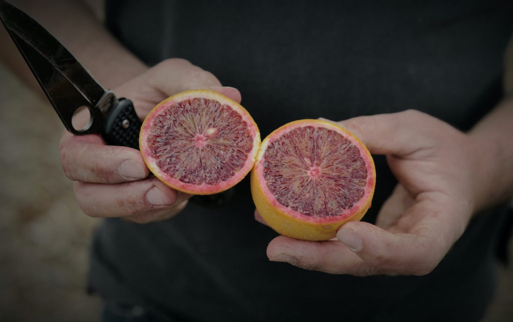 Blood oranges from Redbelly Farms